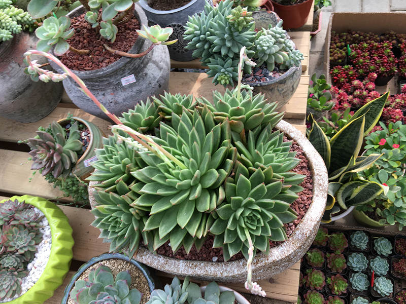 年宵花老桩,年宵花老桩图片大全