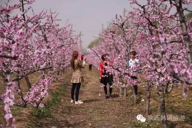 韩城2017年活动,陕西韩城热门活动