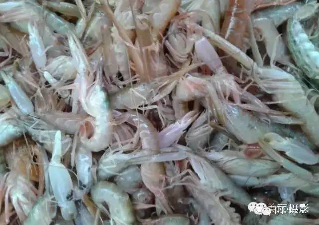 2017年霞浦“海鲜年历”出炉，你知道现在该吃什么吗？