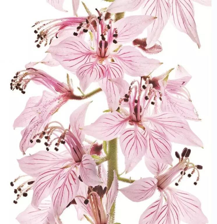 美得让人窒息的景色,美得让人窒息的紫藤花