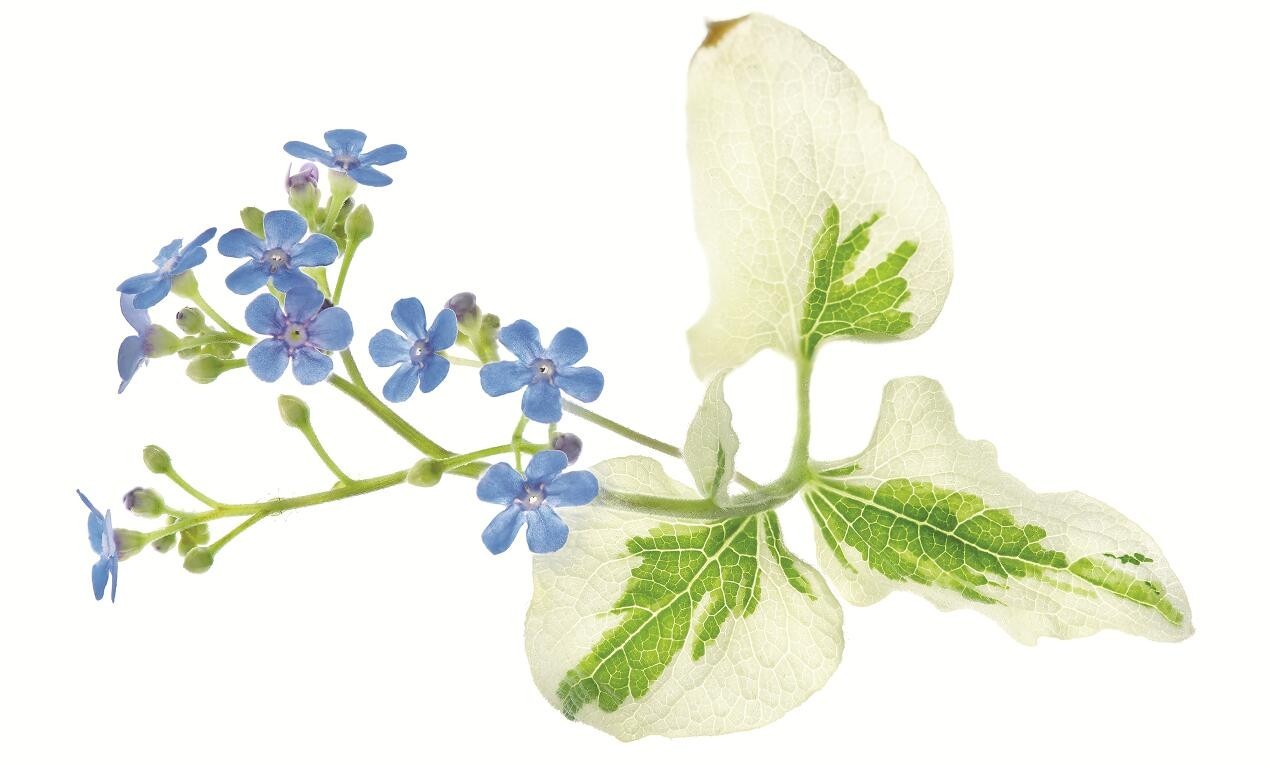 美得让人窒息的景色,美得让人窒息的紫藤花