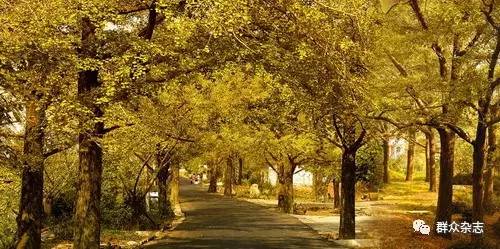 同样的银杏，不同的光景，“银杏第一镇”的忧思与求变