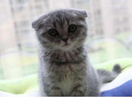 喵星人的品种,喵星人的含义和象征