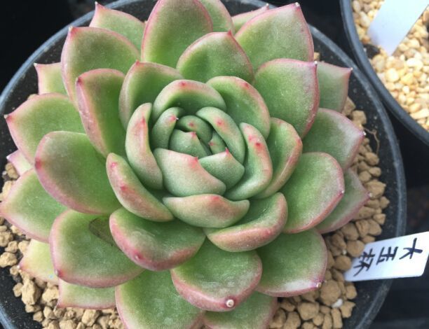 让多肉快速长大,怎样让多肉快速长大