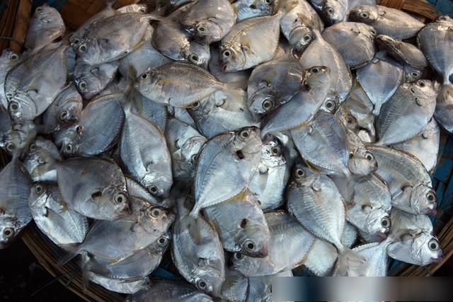 越南芽庄最新海鲜,实拍越南的海鲜集市