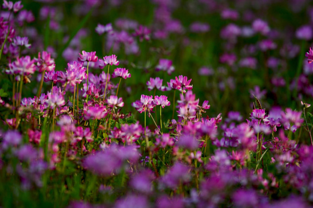 可观可食可利用，“三项全能王”怎能不心动？