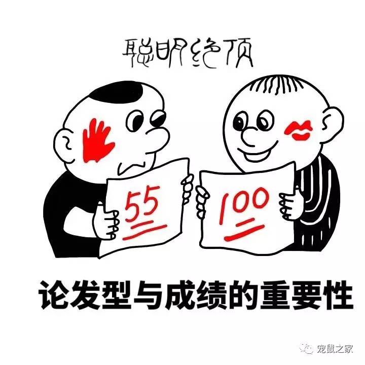 做四有军人,做豚鼠便当