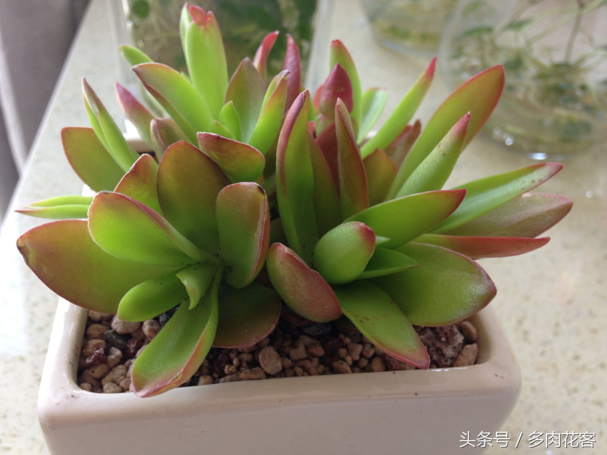 多肉植物百科资料,多肉植物繁殖的小窍门火祭繁殖