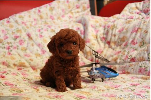 泰迪贵宾犬幼崽怎么养,贵宾犬泰迪日常喂养方法