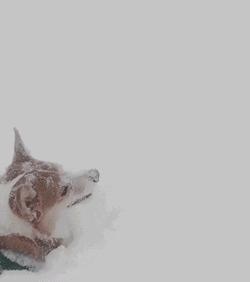 老鼠——我可能藏了假花生