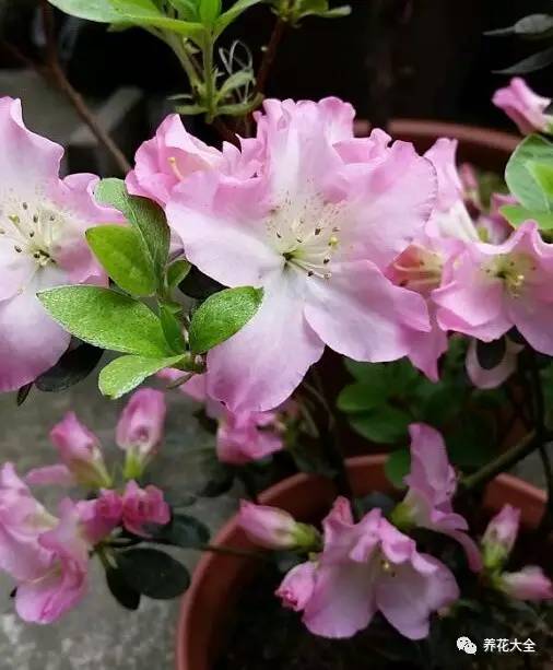 最美大杜鹃花图片,中国最美天然杜鹃花