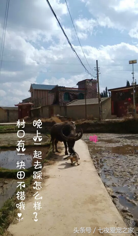 哈士奇在农村放养还是拴住,哈士奇不能养吗