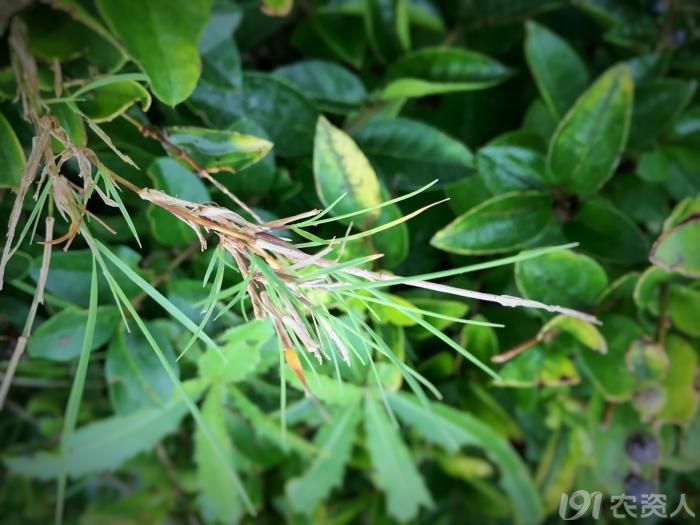 顽强的植物顽强的生命力,顽强的野草有哪些