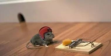 老鼠访谈录：你凭什么往发动机仓存花生？