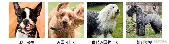 狗狗品种大全按体型智商怎么分,聪明狗狗品种大全及图片及名字
