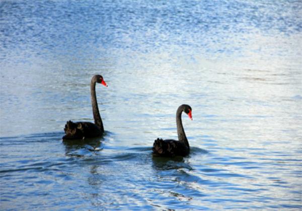 新西兰特色动物有哪些,新西兰奇异动物有哪些