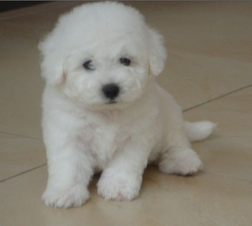 比熊犬怎么训练才安静听话,比熊训练安静梳毛