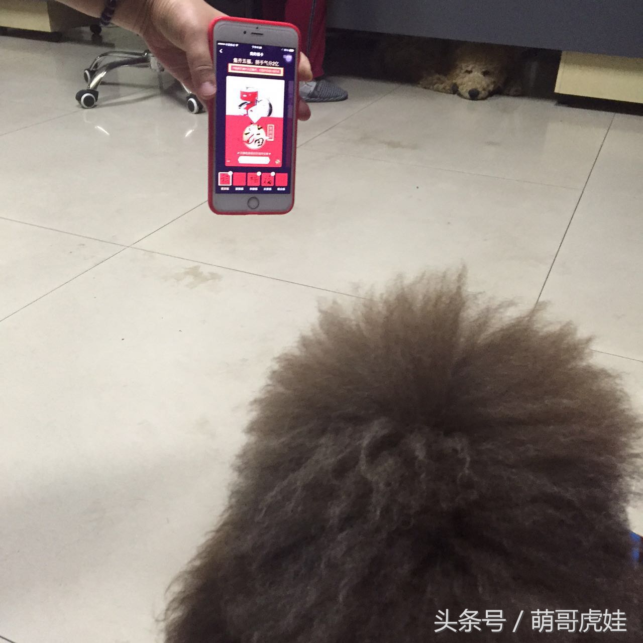 大狗狗也来集五福：那么多和谐福万能福我怎么一个也没见到