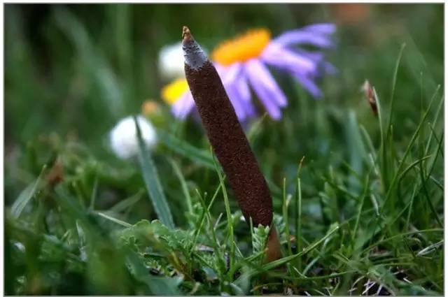 科普虫草形成过程视频,鲜虫草的科普视频