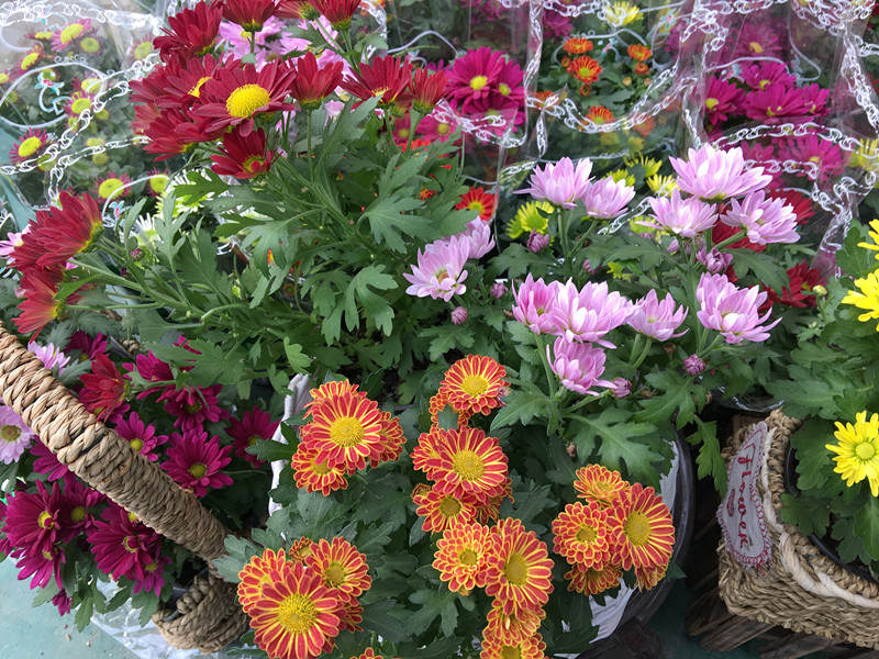 年宵花市探“鲜”记(一)之孤独的花大姐