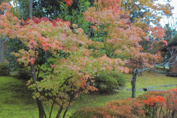 初冬九州温泉旅游攻略,与闺蜜冬日游山庄