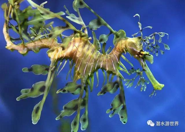 变性、伪装、雌雄同体--谁是微距世界的奇葩?