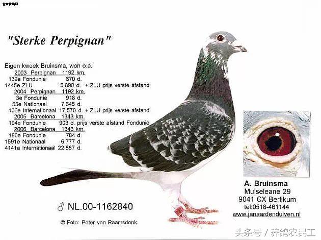 著名赛鸽家杨阿腾,赛鸽血统杨阿腾