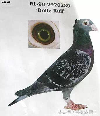 著名赛鸽家杨阿腾,赛鸽血统杨阿腾