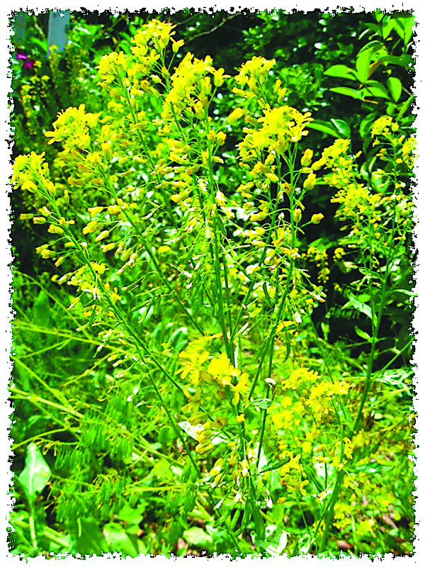 农村路边常见的中草药你认识几种,农村常见中草药盘点