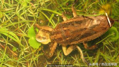 蜘蛛吃巨蛇剩下皮,蜘蛛吃了彼得帕克的蜘蛛侠