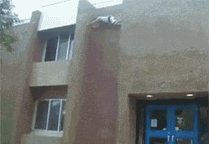 十条笑话：小侄子惊恐叫起来：姑姑，姑父，你们咋把屎刷上了墙