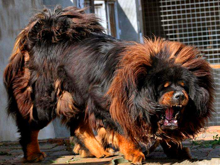 家有恶犬怎么训练狗狗,家有藏獒惹不起