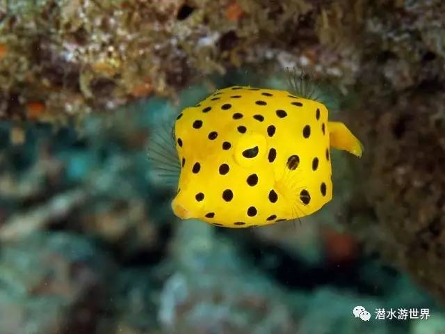 变性、伪装、雌雄同体--谁是微距世界的奇葩?