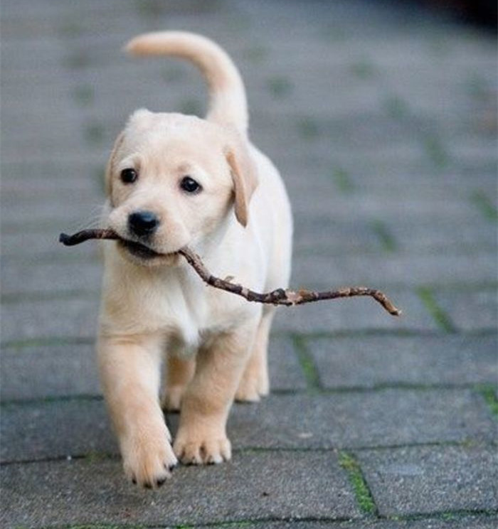 怎样分辨狗宝宝性格怎么样,怎么挑选好的狗宝宝