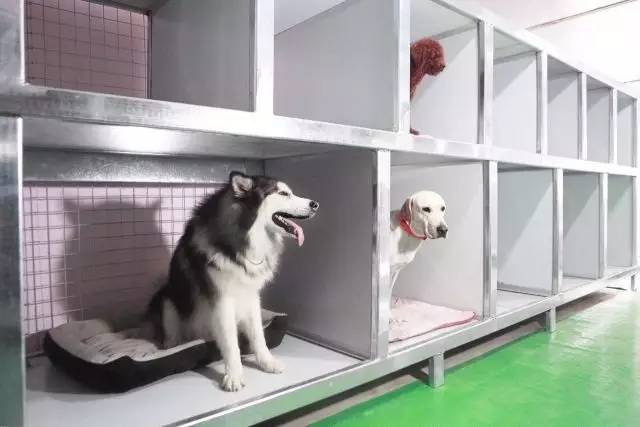 优狗宠物度假寄养房间,春节24小时宠物寄养机构价目表