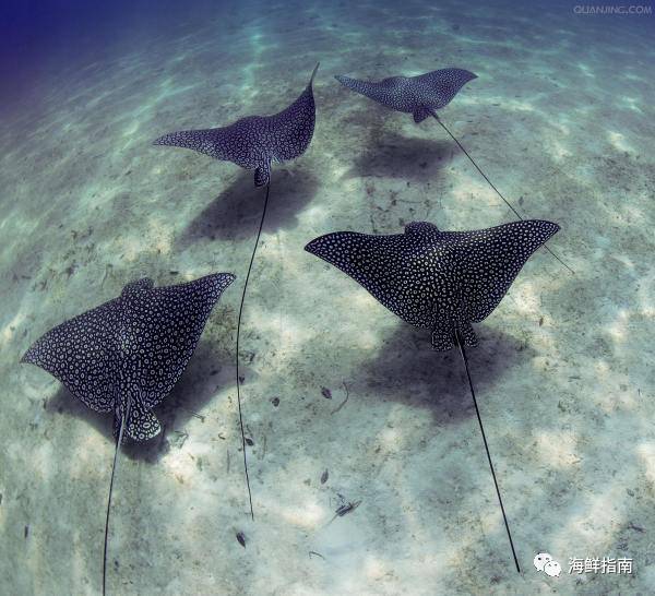 鳐蝠鲼魟鱼区别,鲼魟分别是什么