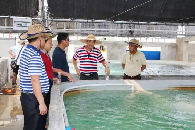 这个二愣子总裁和鸡睡了20年，还把一家鸡场干到了2000亿，全球的鸡都得管他叫爸爸！