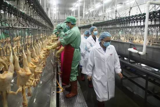 这个二愣子总裁和鸡睡了20年，还把一家鸡场干到了2000亿，全球的鸡都得管他叫爸爸！