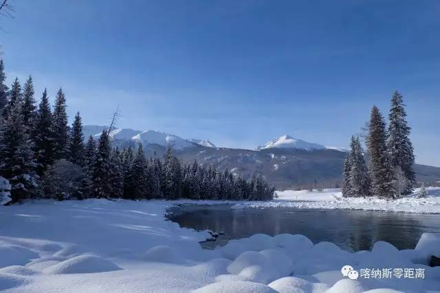 《爱游我拍》喀纳斯“寻狼记”开播追寻原始狼性魅力