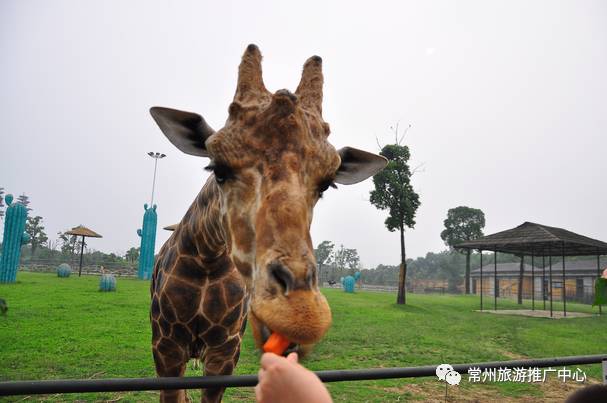 「实用篇」常州必备通讯录,有了它玩遍常州不用愁!
