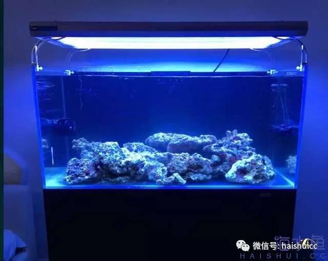 海缸活石爆藻最快要几天,怎么开爆藻灯不会爆藻