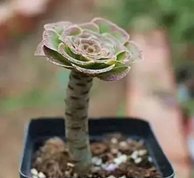 秀肉肉｜多肉老桩的5大形态，每一个我都爱！