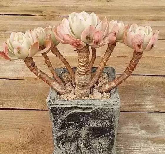 秀肉肉｜多肉老桩的5大形态，每一个我都爱！