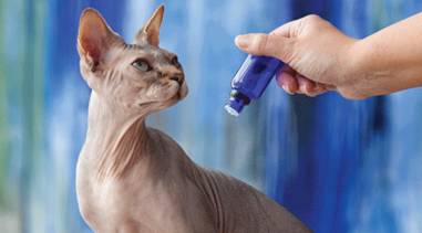 对猫咪无毒的精油,柠檬精油对猫咪有害