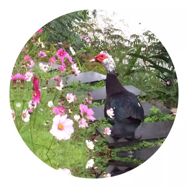 樱花诗词大会,樱花节诗词大会互动