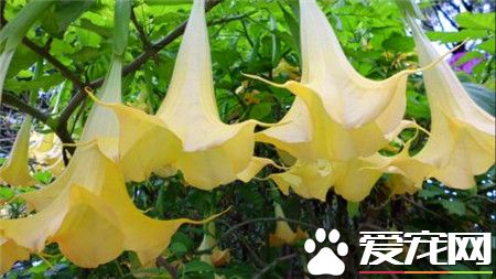 曼陀罗有什么功效,曼陀罗的功效与后遗症