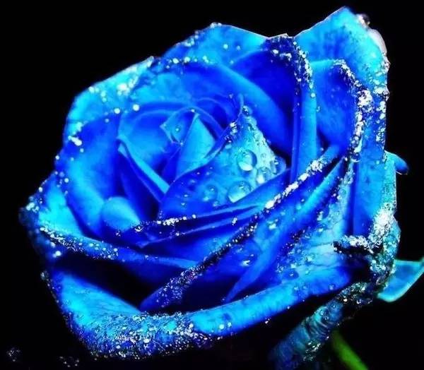 情人节送玫瑰的花语和寓意,粉玫瑰和紫玫瑰的花语