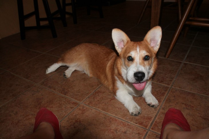 被蜜蜂蛰过的大黄狗,被黄蜂蛰到后的狗狗