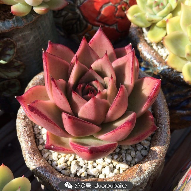 院子阳光房多肉,阳光房庭院多肉