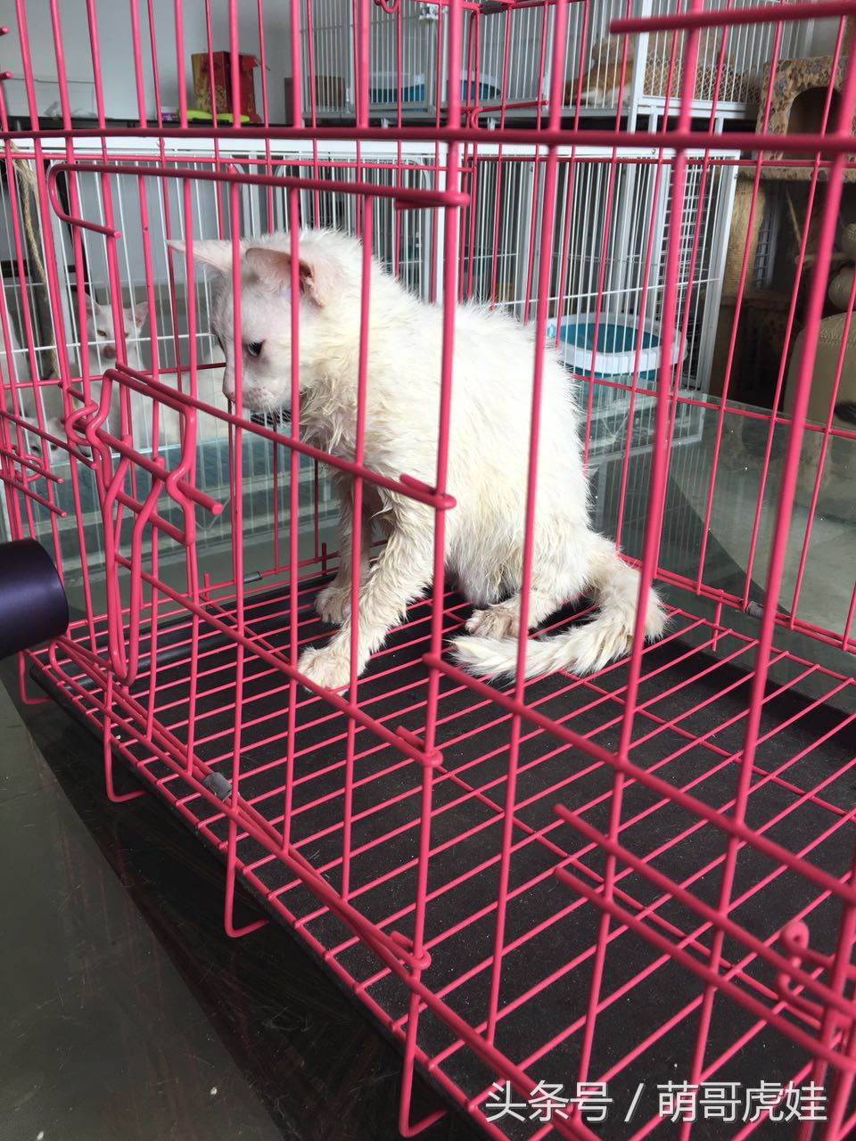 猫咪洗完澡不吹毛怎么办,猫咪洗完澡不喜欢吹风机怎么办